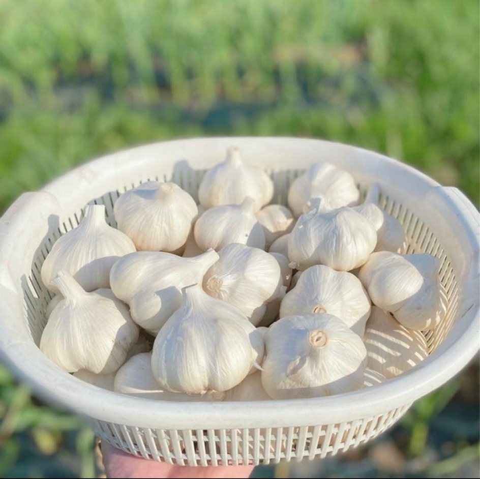 Oh!garlic.オー!ガーリック.