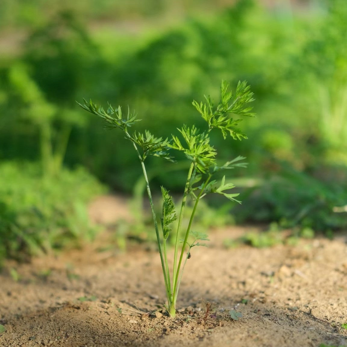 《冬限定》ふゆあまにんじん