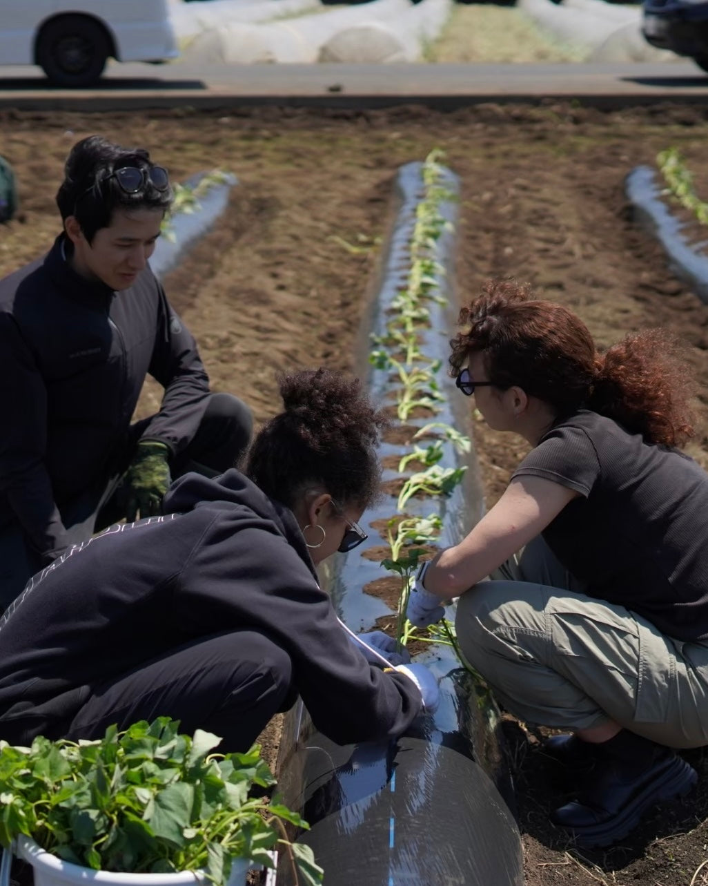 芋株主2026｜冬の実りを待つ、数量限定のお芋便