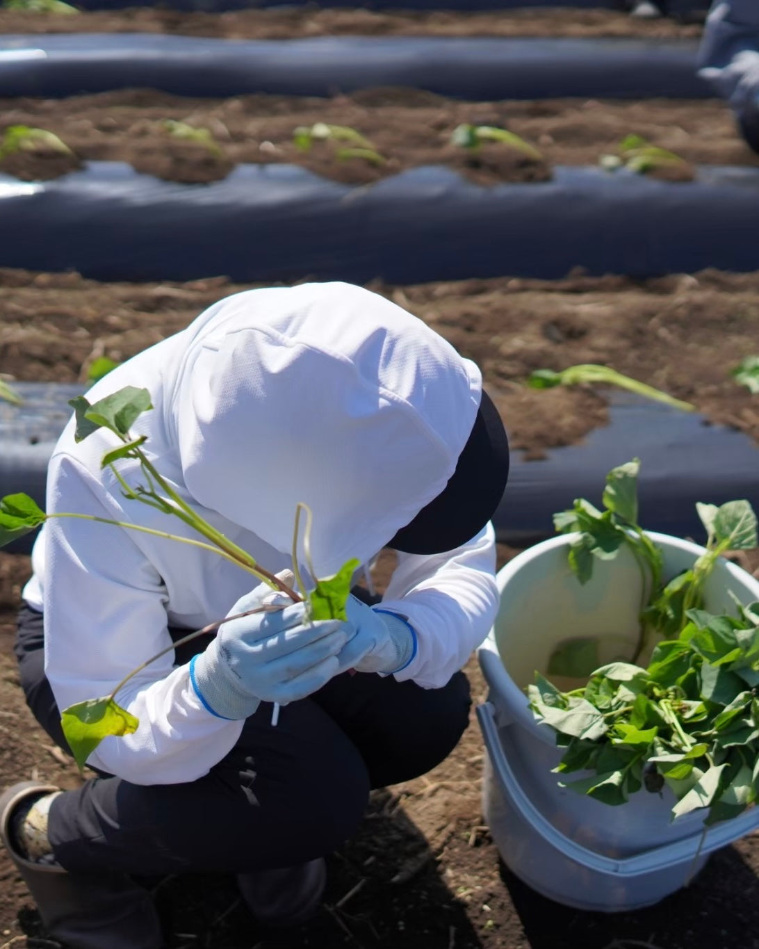 芋株主2026｜冬の実りを待つ、数量限定のお芋便