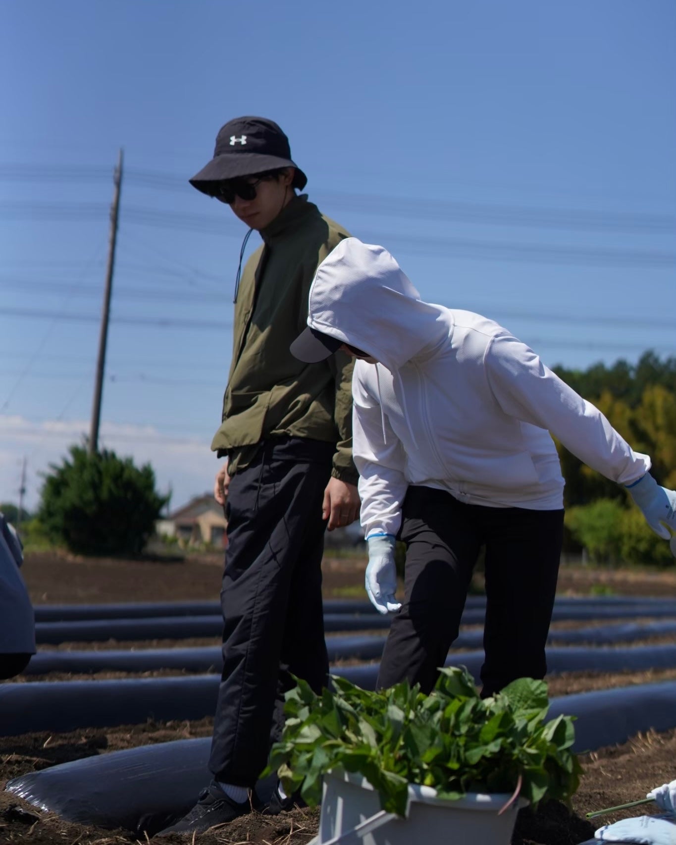 芋株主2026｜冬の実りを待つ、数量限定のお芋便